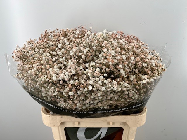 Гипсофила Овериг Крашеная (краш. ) 80, шт.