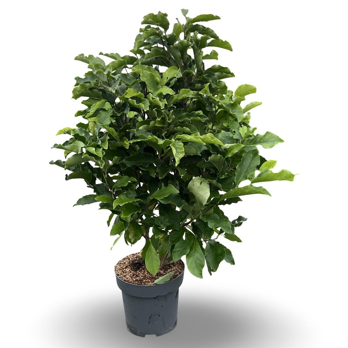 Magnolia 'Susan', D 32 cm