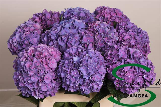 Гортензия Родео Перпл 60, шт.