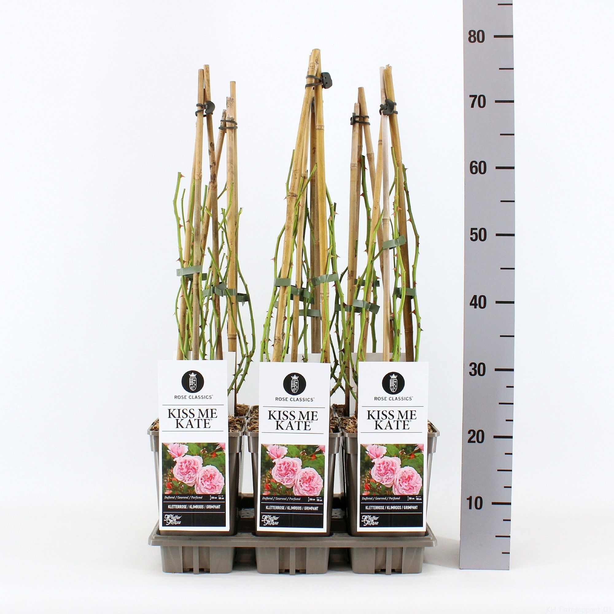 Rosa (K) Kiss Me Kate ®, C3, 3 stok 75cm, D 17