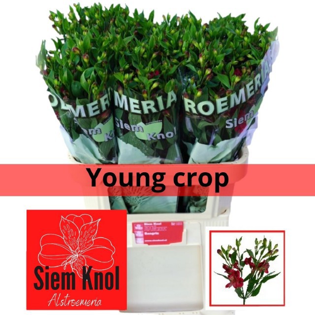 Альстромерия Сангрия (красн.), шт.