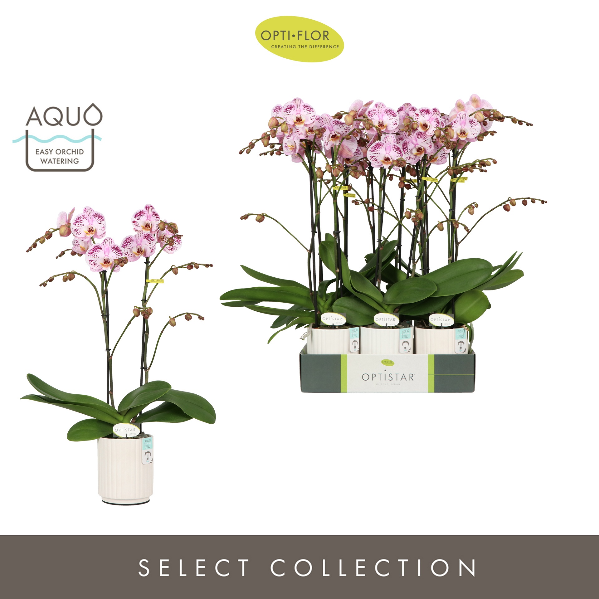 Optistar Sorano 2 spike in Molise White Aquo, D 12 cm