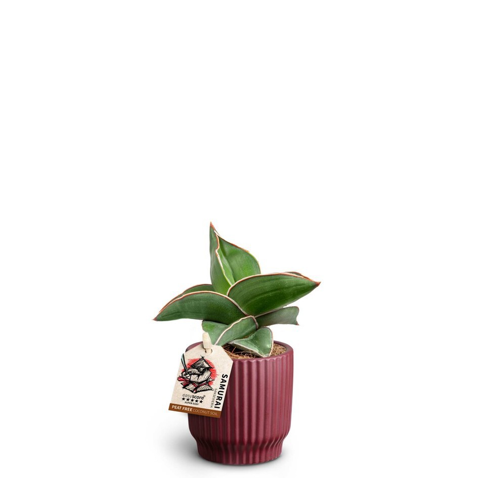 SANSEVIERIA EHRENBERGII 40635061 Nordic A 'SAMURAI DWARF', D 7