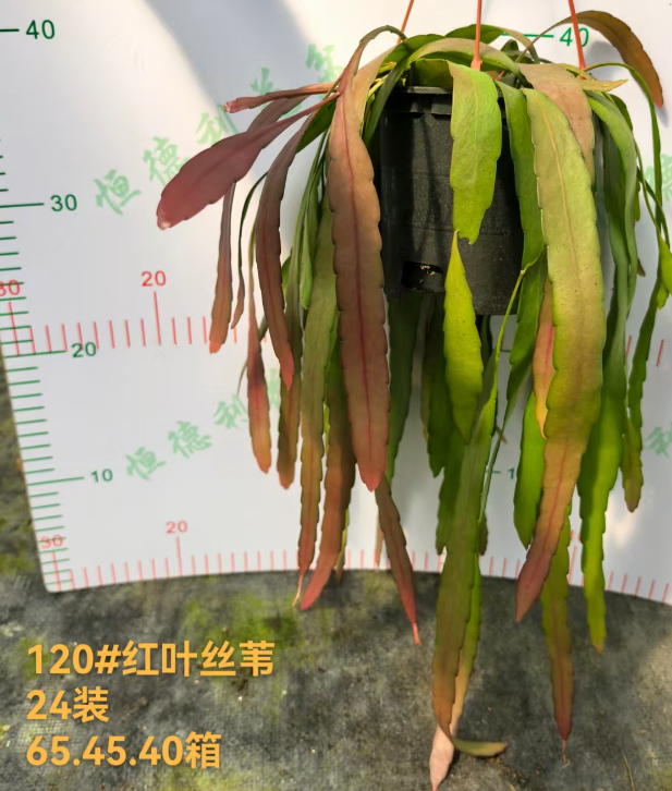 Суккулент 120 Ред Лиф Рид (Ред Корал) 12 30