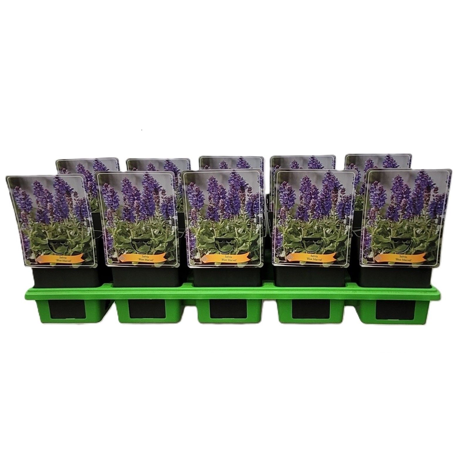 Salvia 'Blue Marvel' P11, D 11