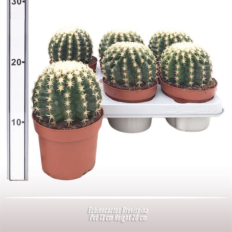 Echinocactus Brevispina, D 13