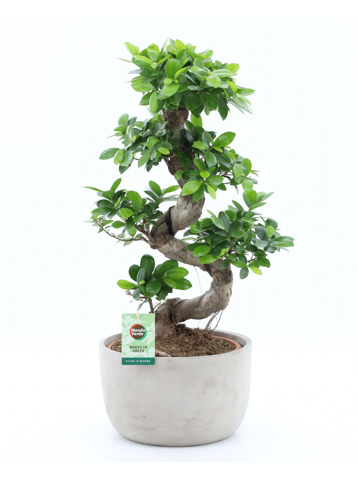 Ficus Ginseng S type in Smooth Concrete, D 30