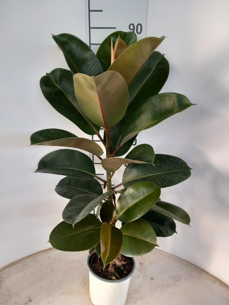 Ficus Robusta Spray P17, D 17