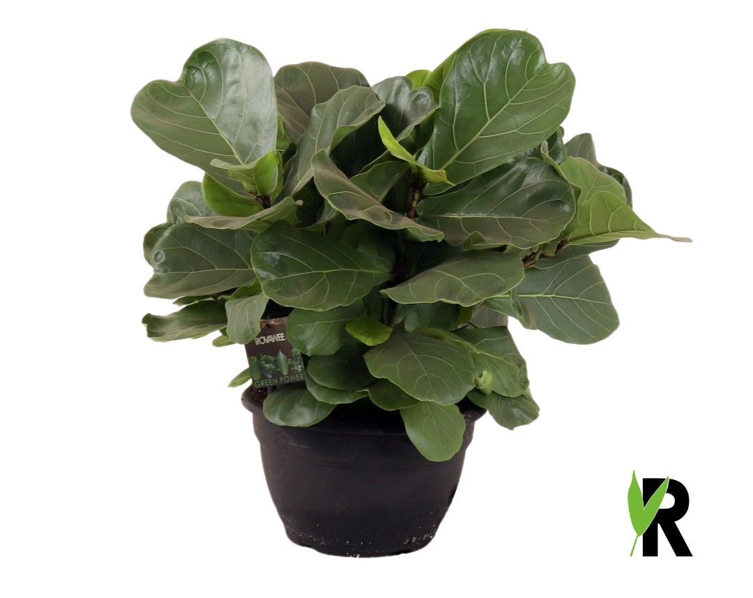 Ficus Lyrata ´Clumb´, D 26