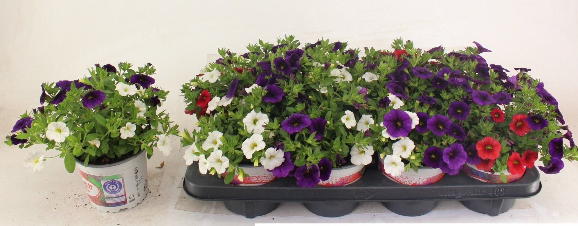 Confetti Garden Hawaiian Country, D 13