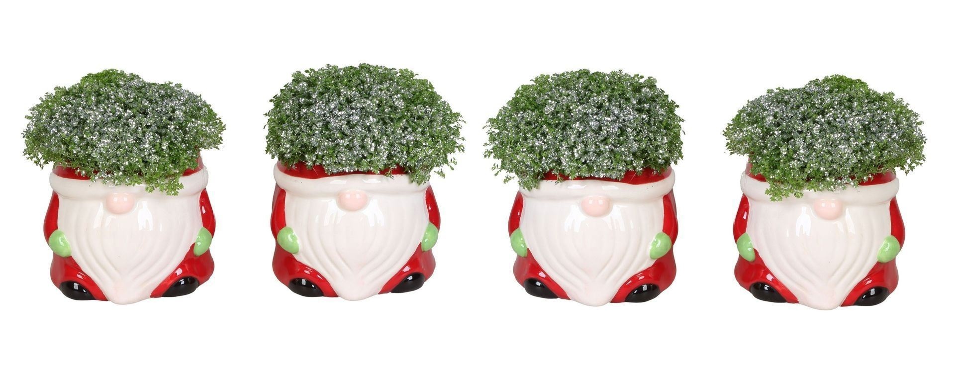 L 66446 With Selaginella Apoda Glitter 6 cm, D 6