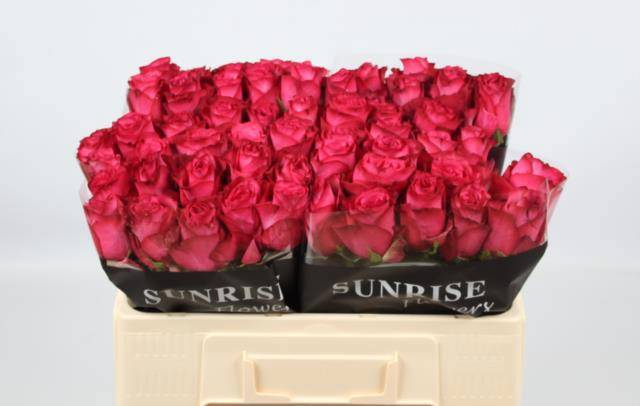 Роза од. Палома Рояль 50, шт.