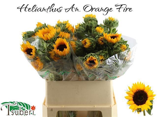 Гелиантус Оранж Фае 80 (оранж.), шт.
