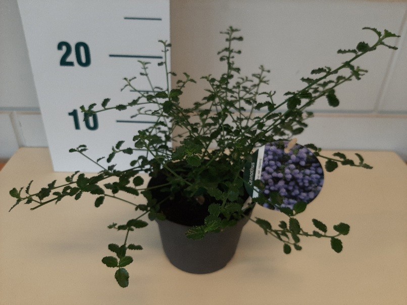 Ceanothus thyr. 'Repens', D 14