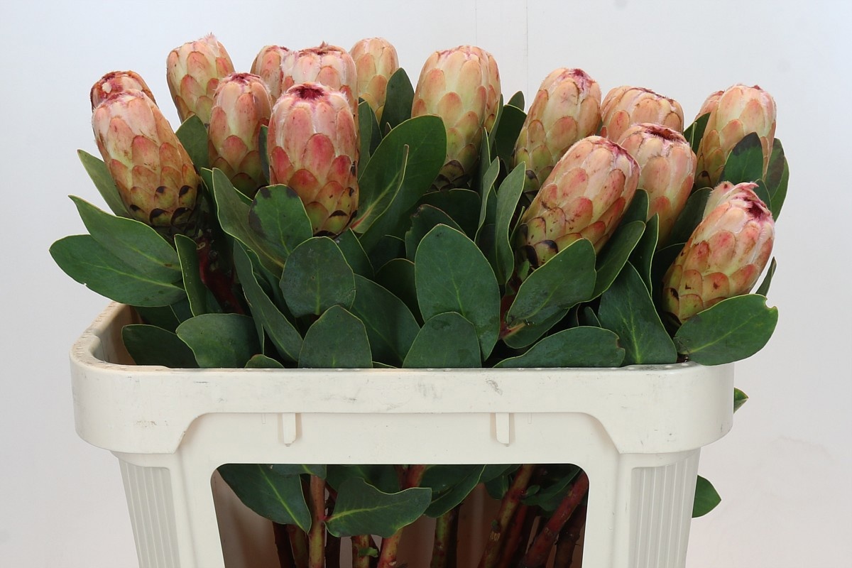 Протея Грандиколор 70, шт.