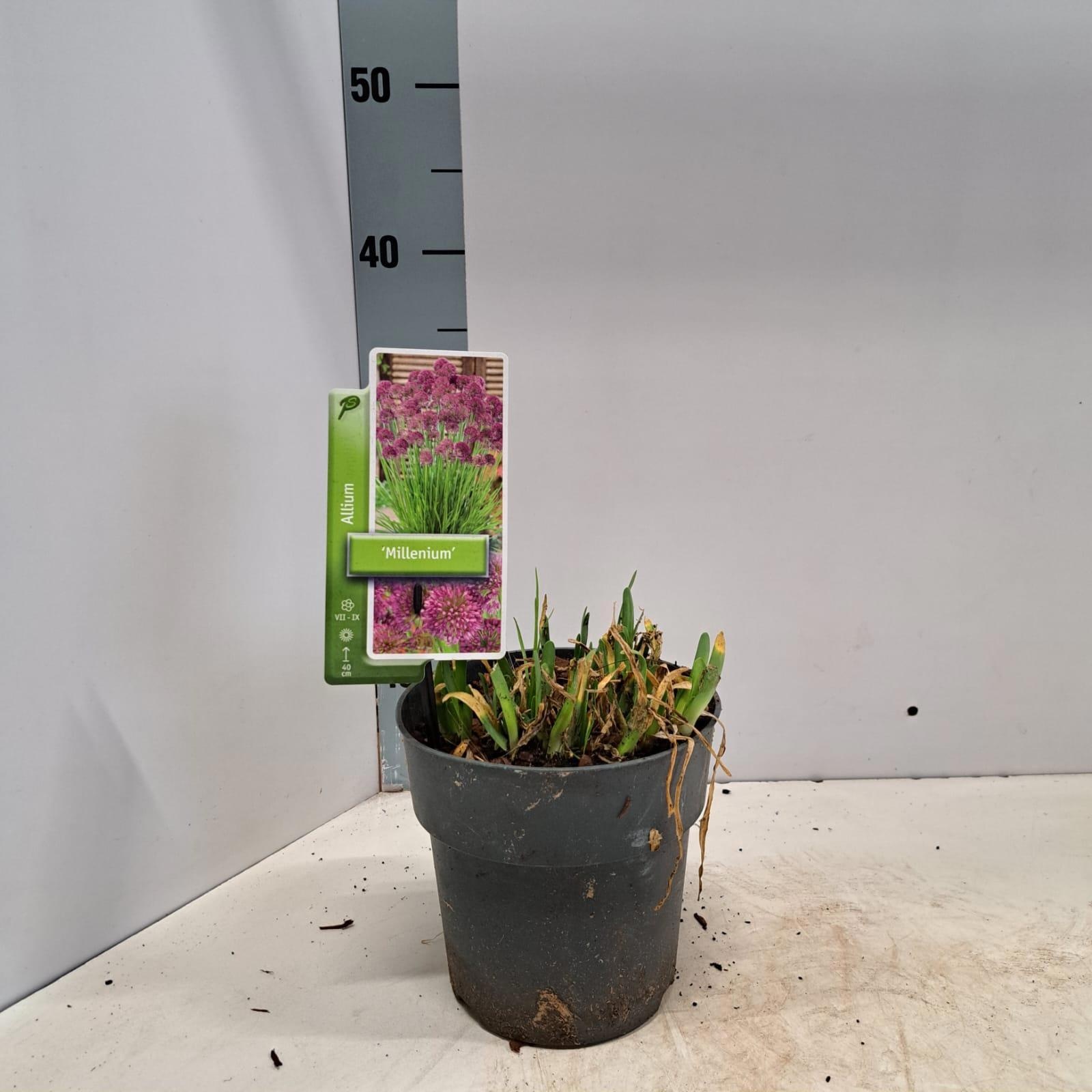 Allium 'Millenium', D 17