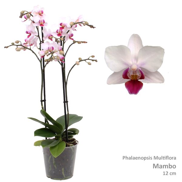 Phal. Multiflora "Mambo" 2-tak, D 12 cm