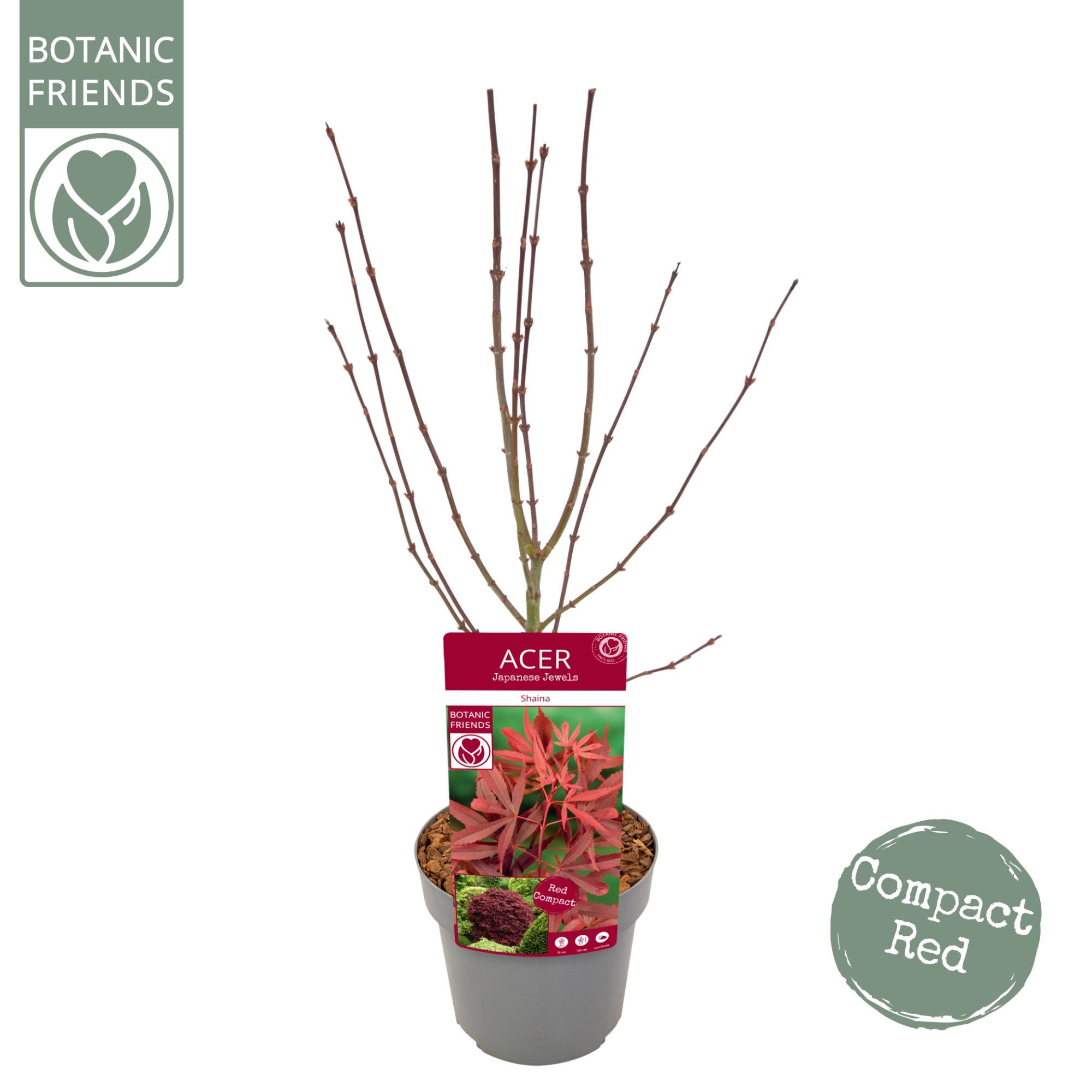 Acer palm. 'Shaina', D 19