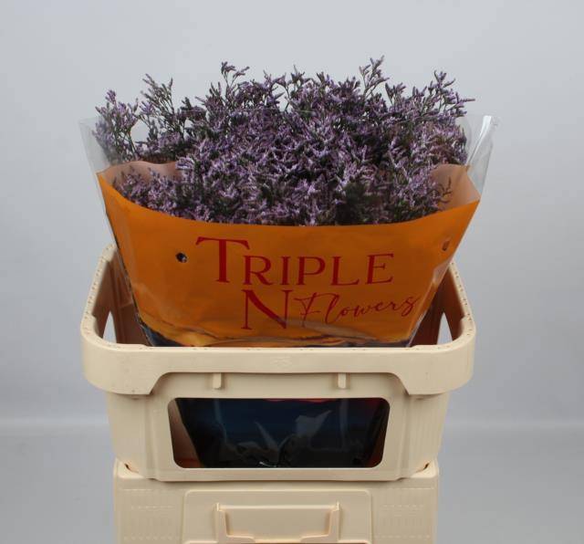 Лимониум Сафора Лилак 70, шт.