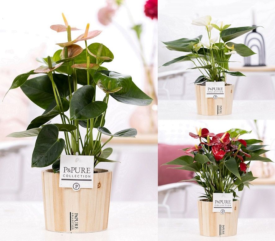 Anthurium mix in P&PURE Wood pot 5, D 12 cm