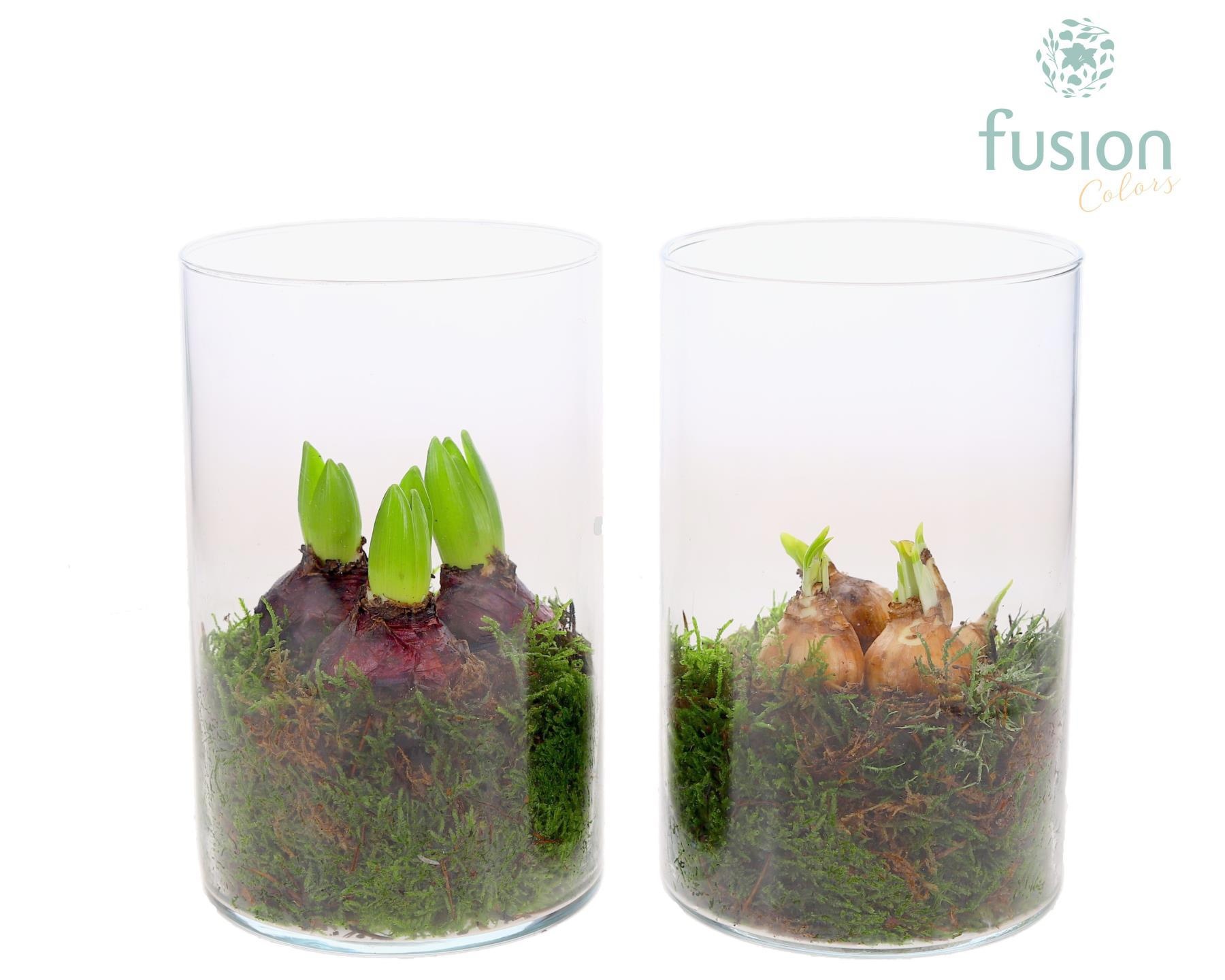 Glas Cilinder met Bollenmix, D 14