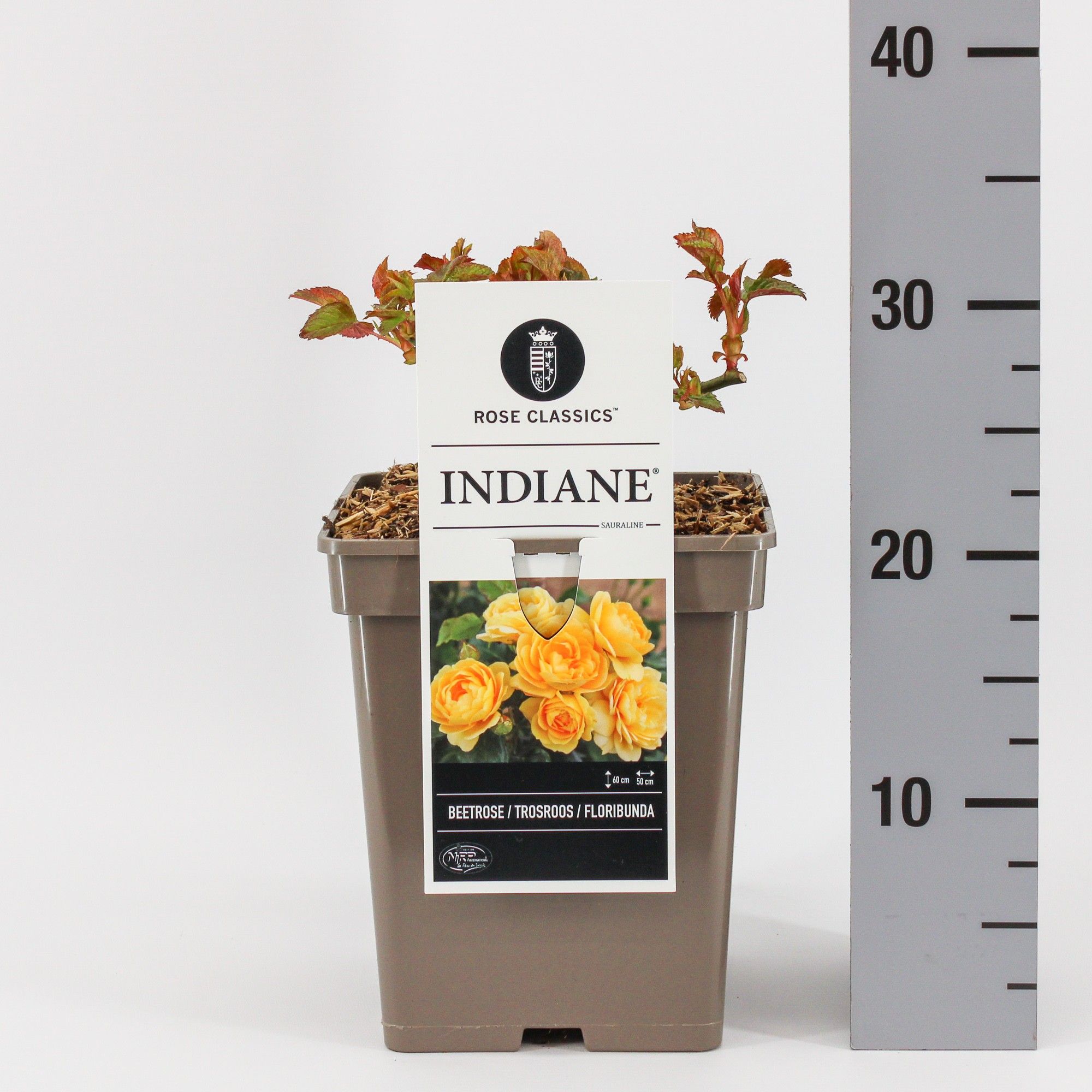 Rosa (F) Indiane ®, C5, D 23 cm