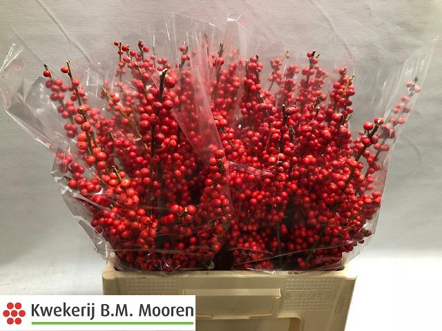 Илекс Красные ягоды 60, шт.