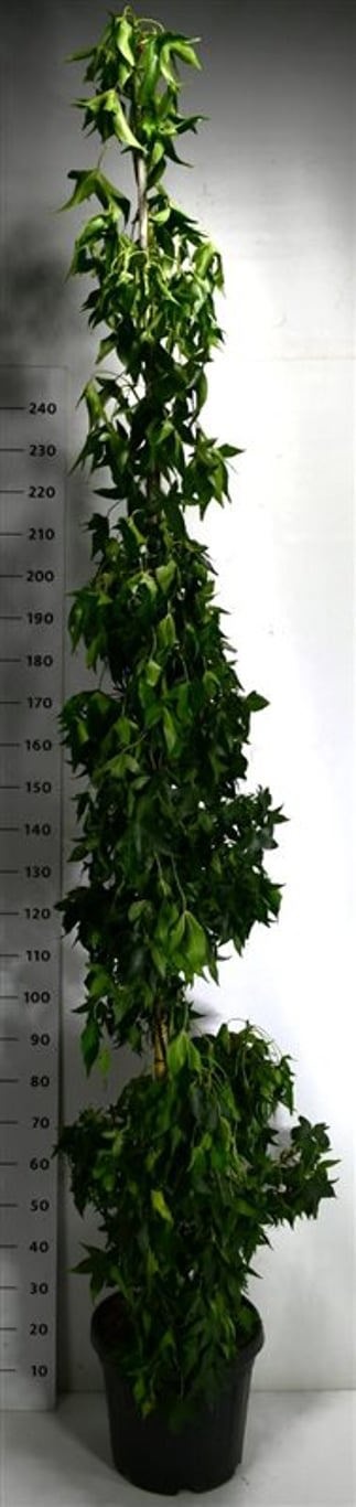 Liquidambar s. 'SlenderSilhouette', D 40 cm