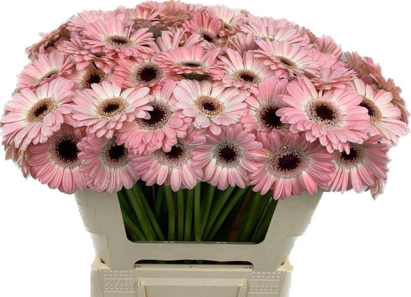 Гермини Диксон, шт.