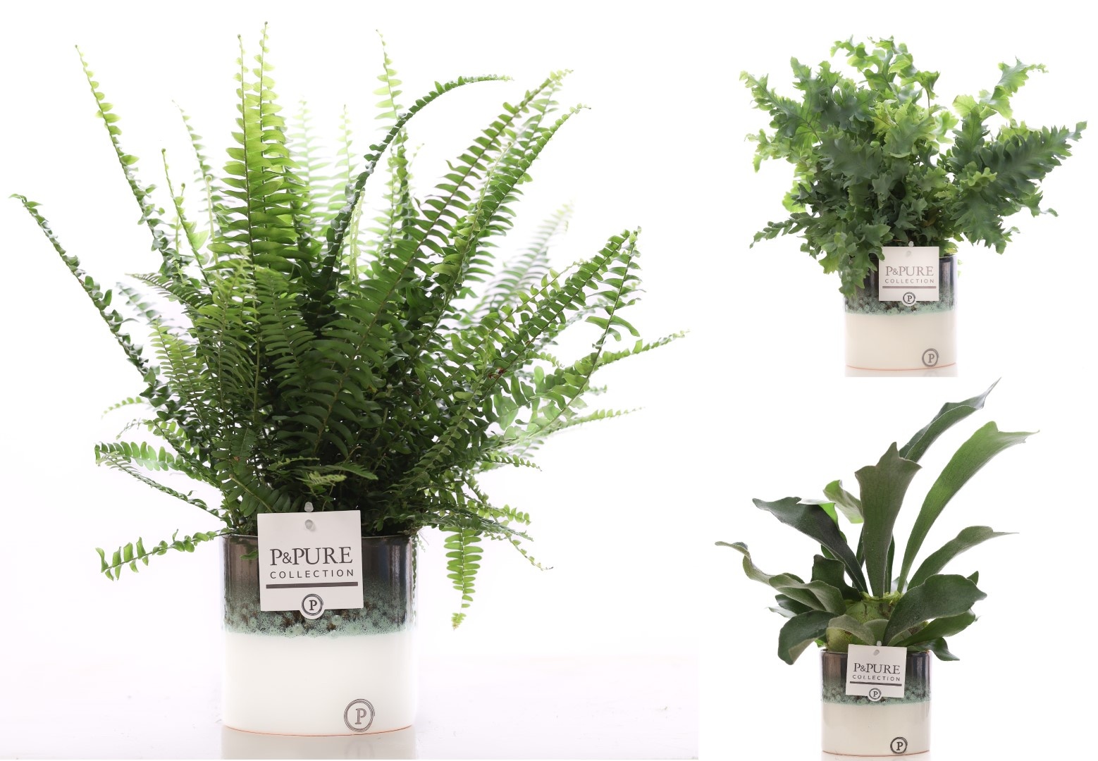 Varens gemengd in P&PURE Illusion cer. (perfectly imperfectable), D 12