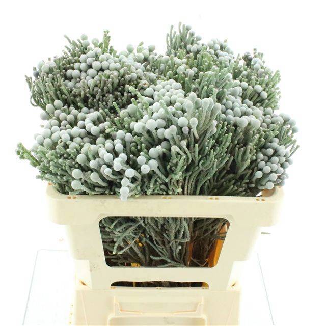 Бруния Лаевис 50 (сер.), шт.