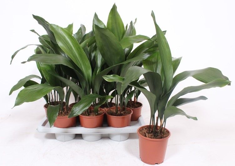 Aspidistra elatior, D 14 cm Aspidistra elatior, D 14 cm