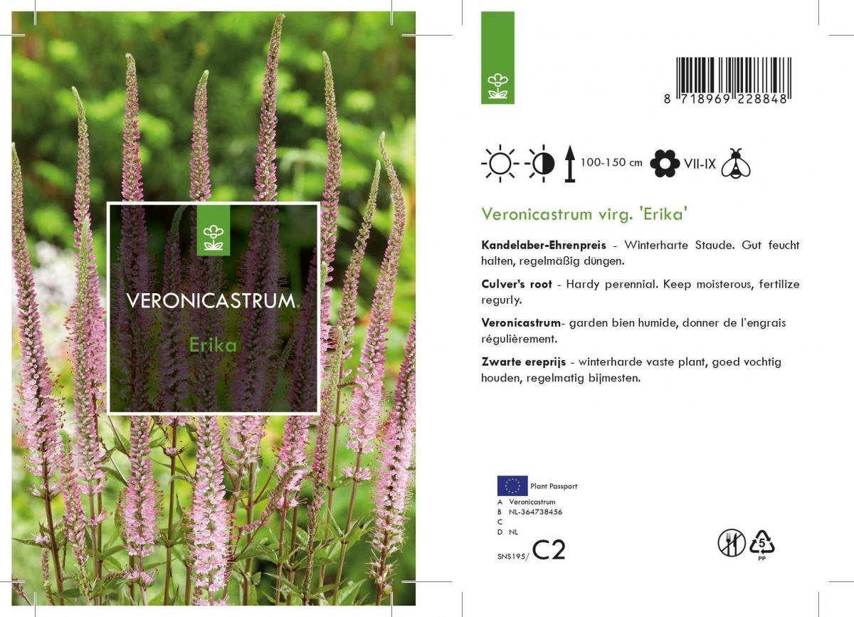 Veronicastrum virg. 'Erika', D 17