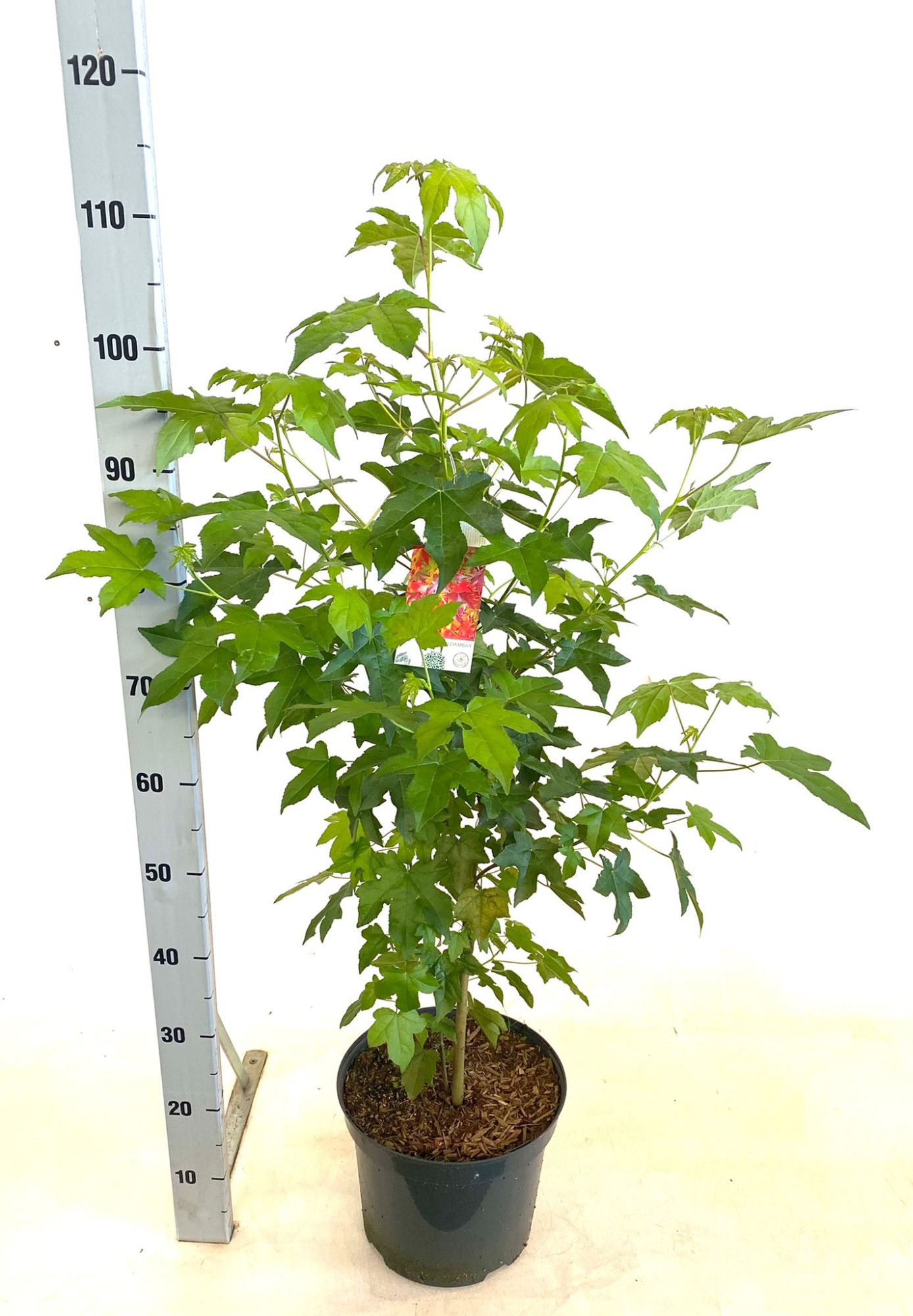 Liquidambar styraciflua, D 26