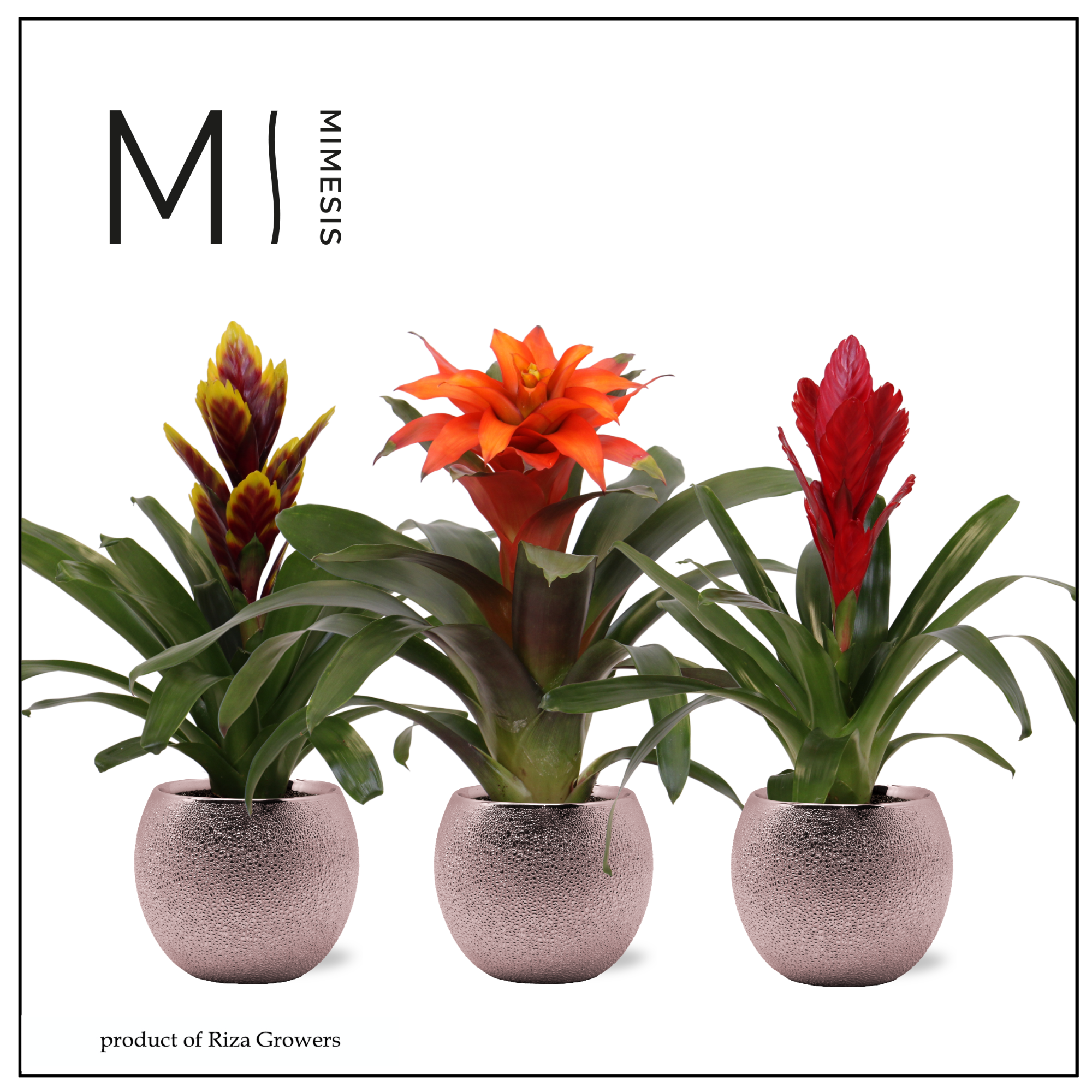 Bromelia Stylish - 12cm in Bolivia Bubble Rosé | Mimesis, D 12