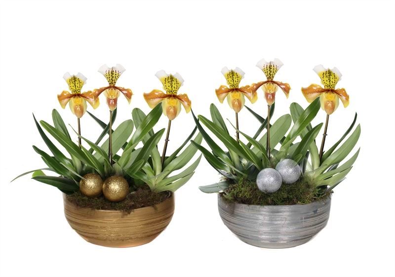 Schaal scratched 26 cm gold/silver Paphiopedilum USA hybride 3bl ( 3 p.p. ), D 26 cm