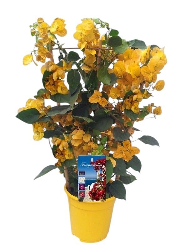 Bougainvilea `Dania GEEL IN BAMBOO REK, D 17