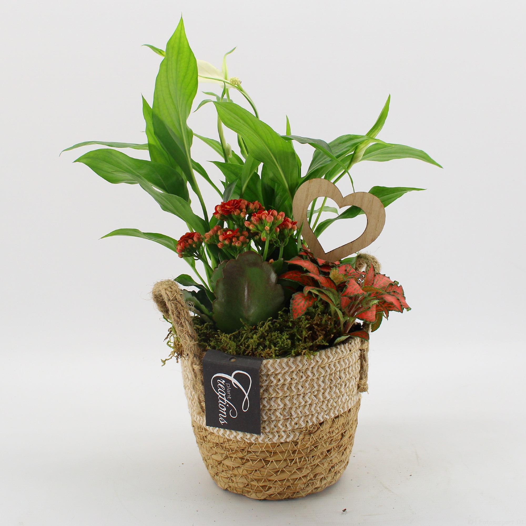 FDRM-2617R Romantic Fundamentals, D 14