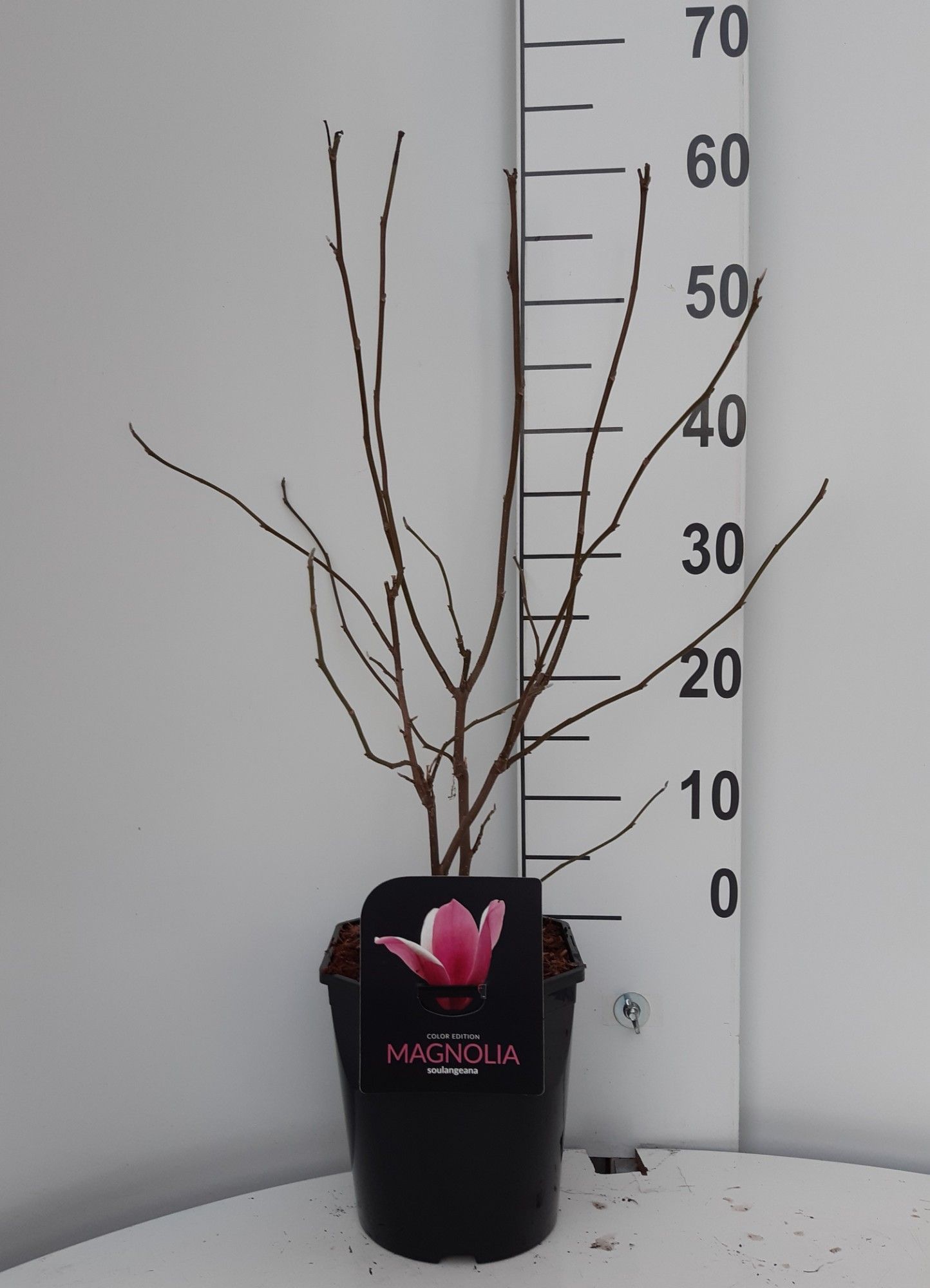 Magnolia soulangeana, D 21