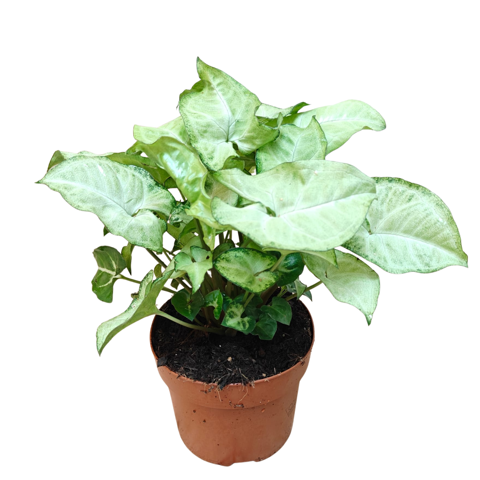 Syngonium 'White Butterfly' 12cm, D 12