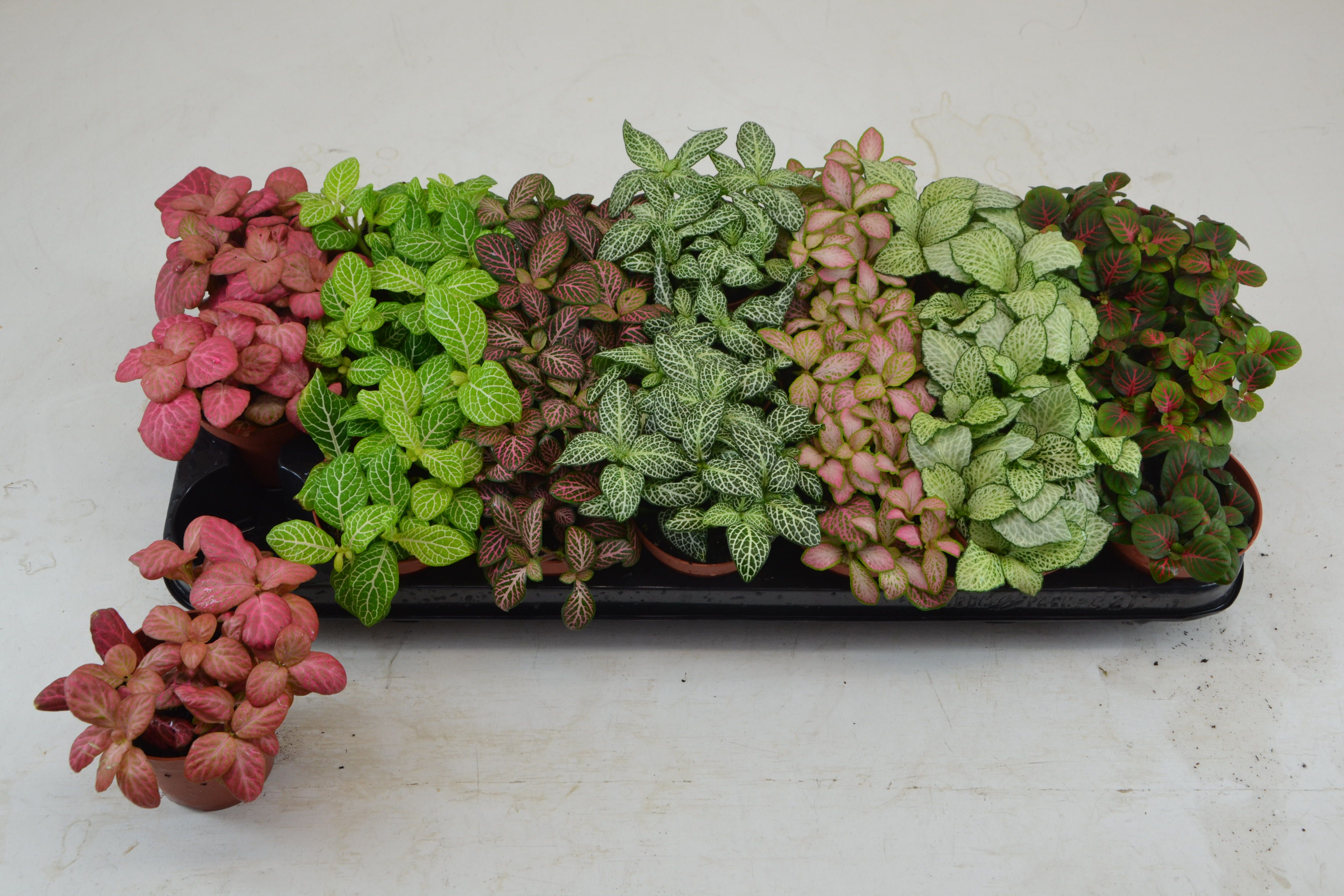 FITTONIA MIX 7 KLEUREN GROOTBLADIG 8,5 CM, D 8,5