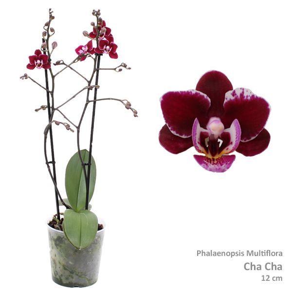 Phal. Multiflora "Chacha" 2-tak, D 12 cm