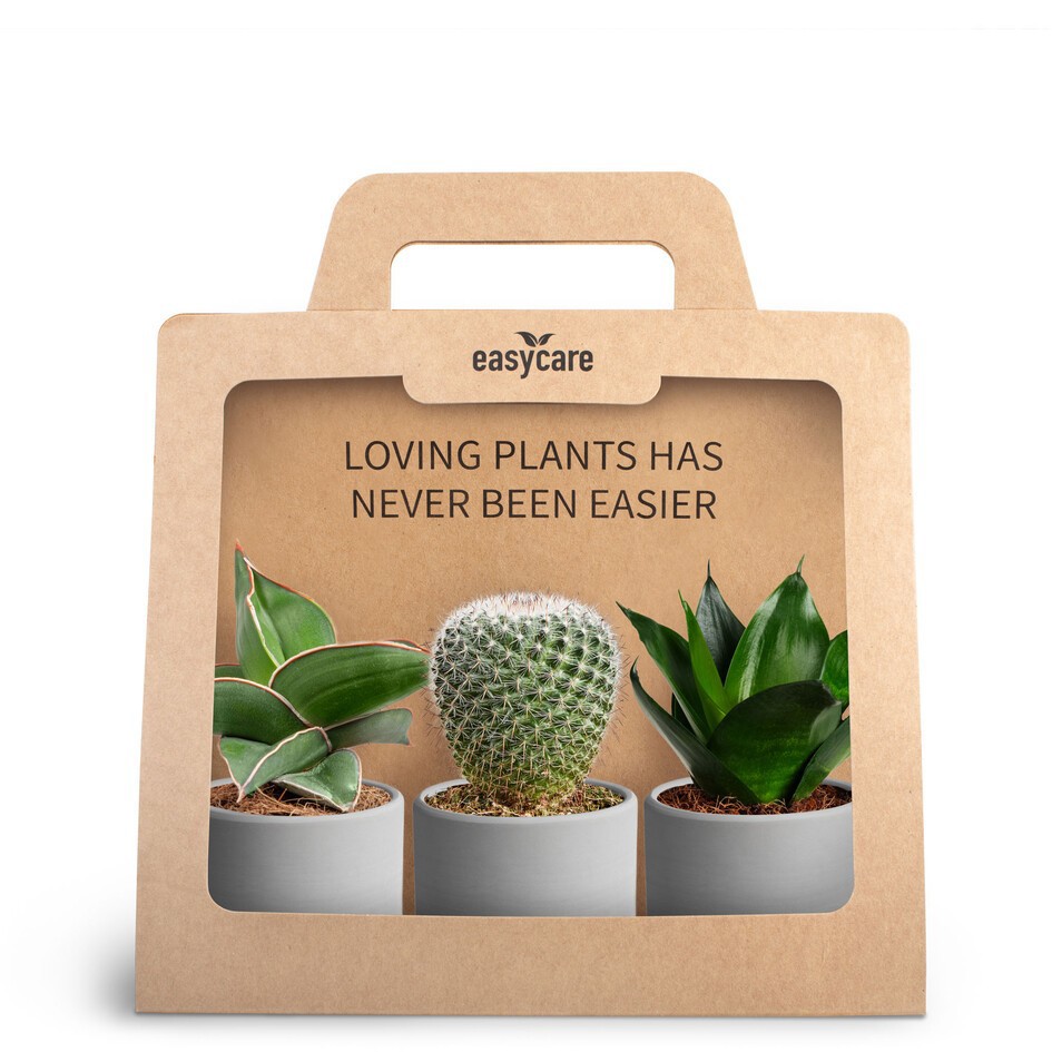 GREEN PLANTS MIX 30690130 3-Pack Raw Grey, D 7 cm