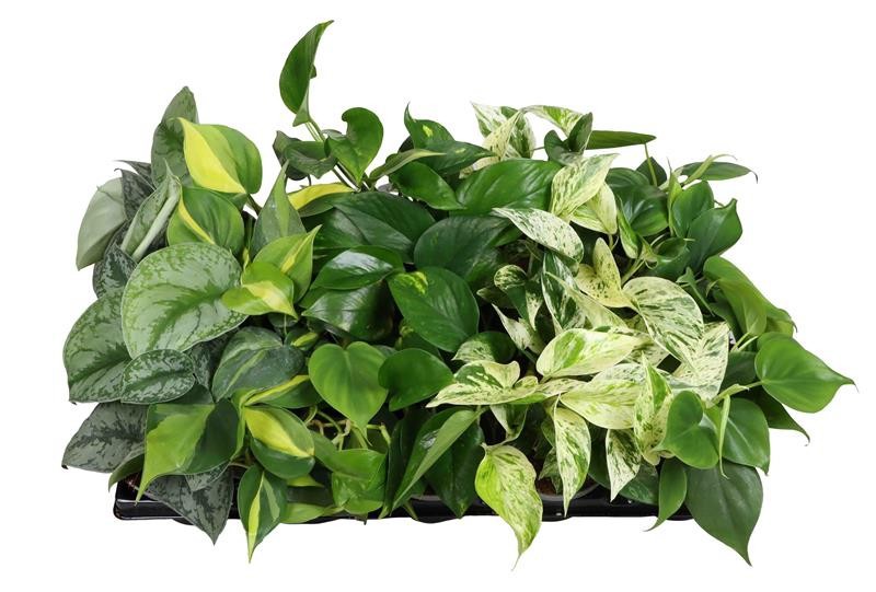 HANGING PLANTS MIX 6529710, D 11 cm