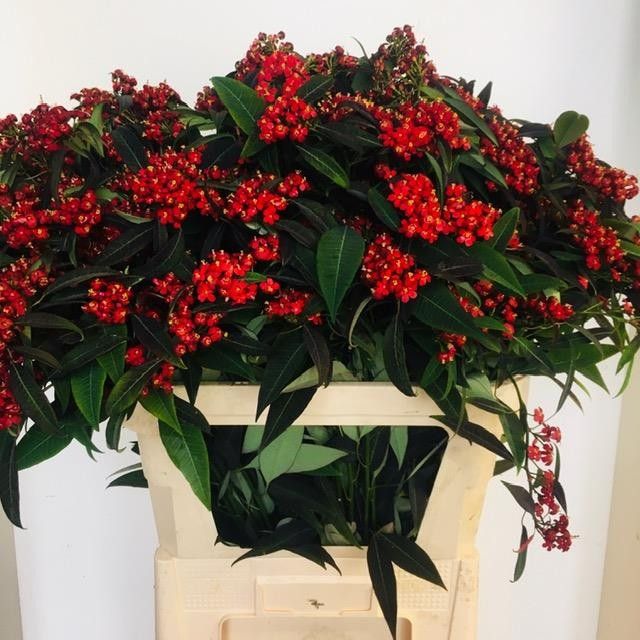 Эуфорбия куст. Каттлерс Самтрот 80, шт.