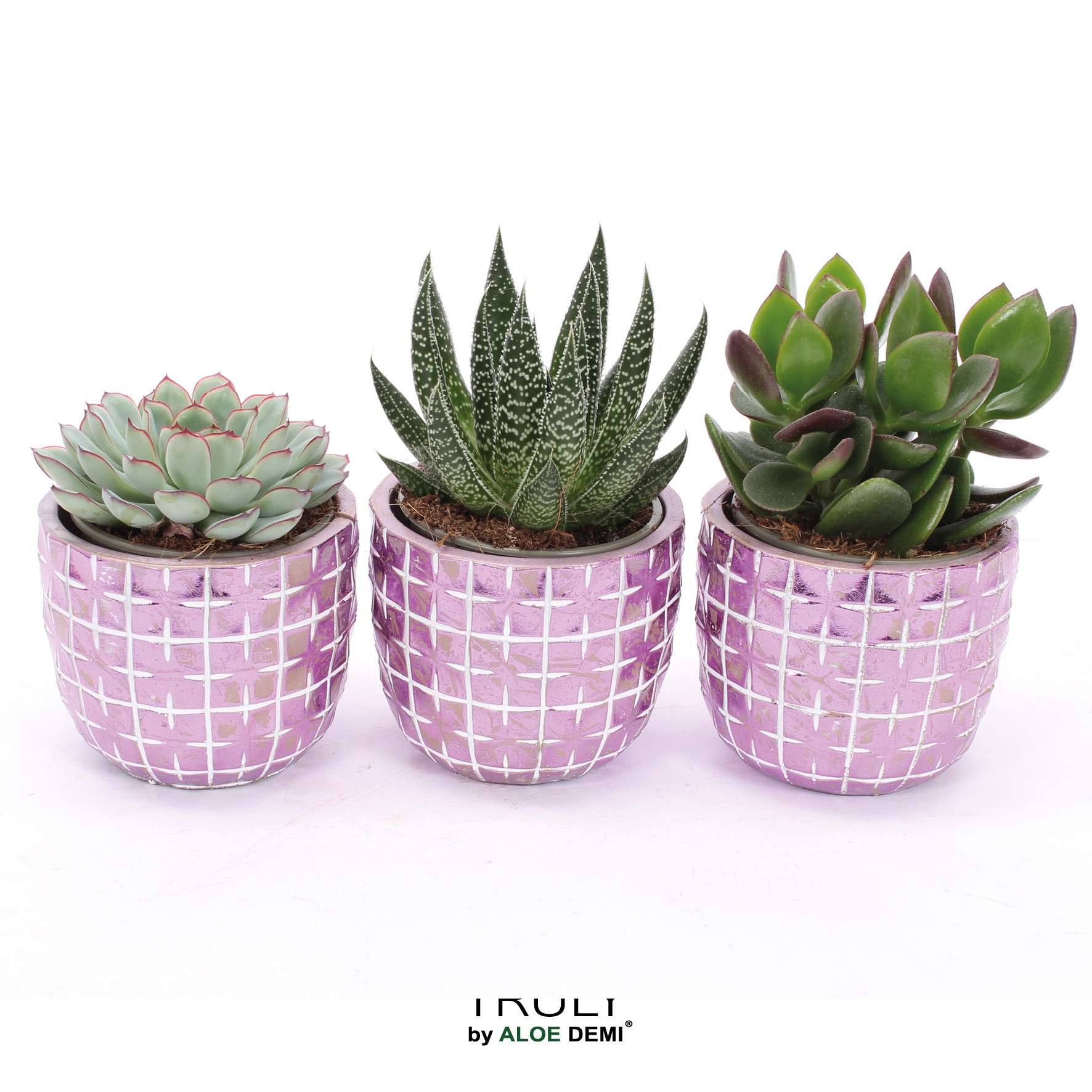 TRULY Succulent, Disco Mosaic Pink M, D 10