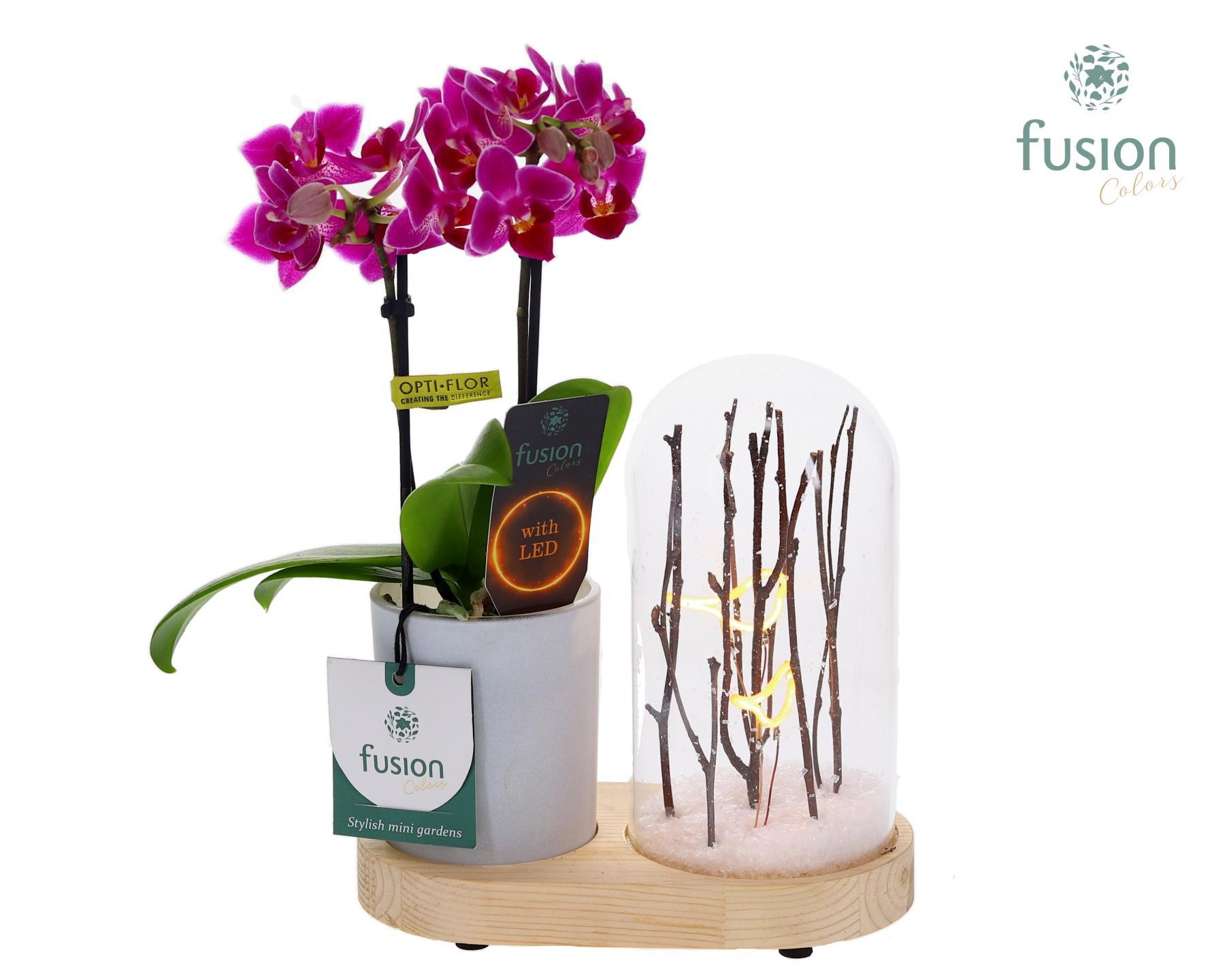 LED Lichtbal Vogels houten planter met Phalaenopsis, D 17