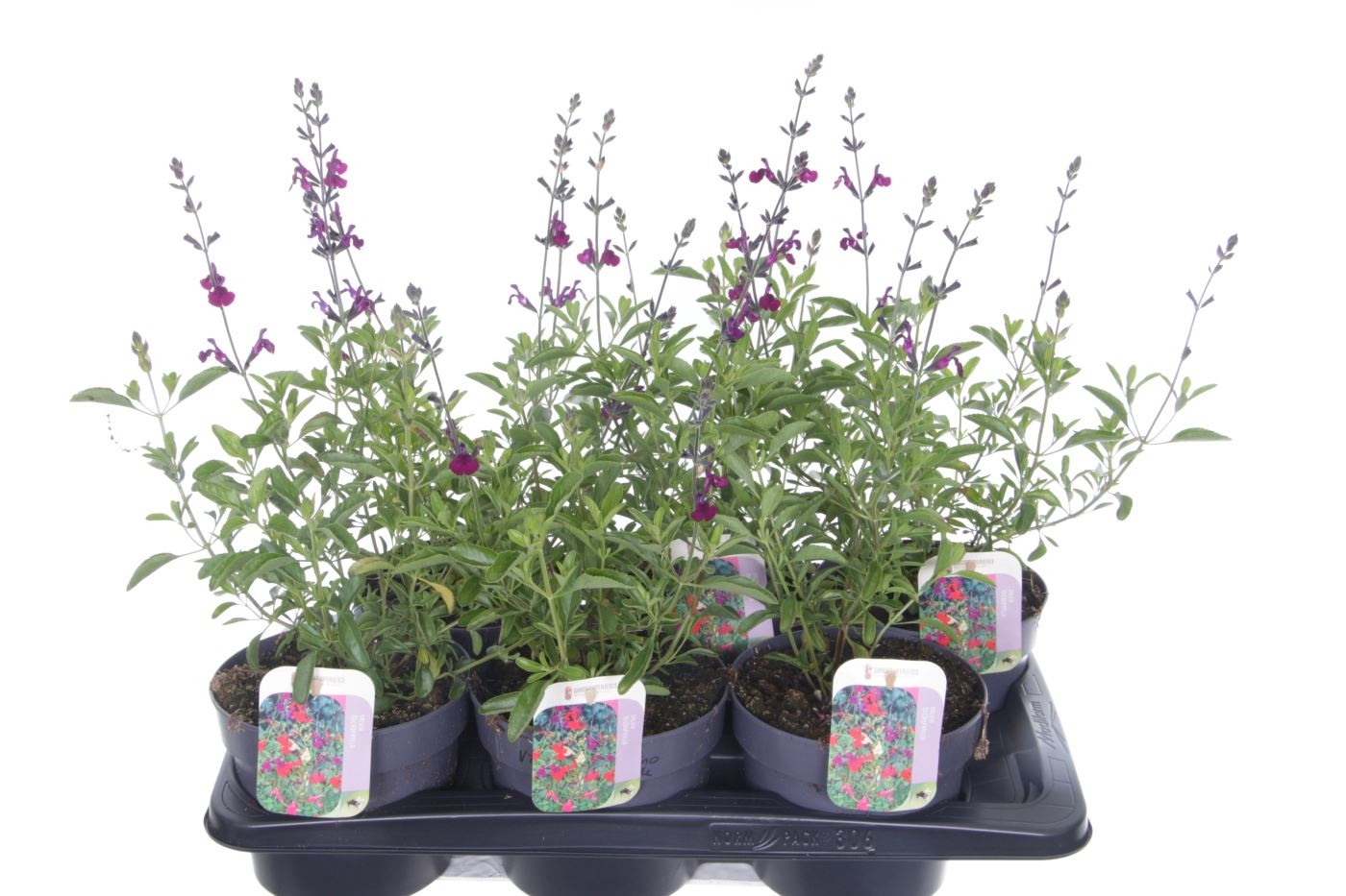 Salvia microphylla Salvinio Dark Purple, D 17
