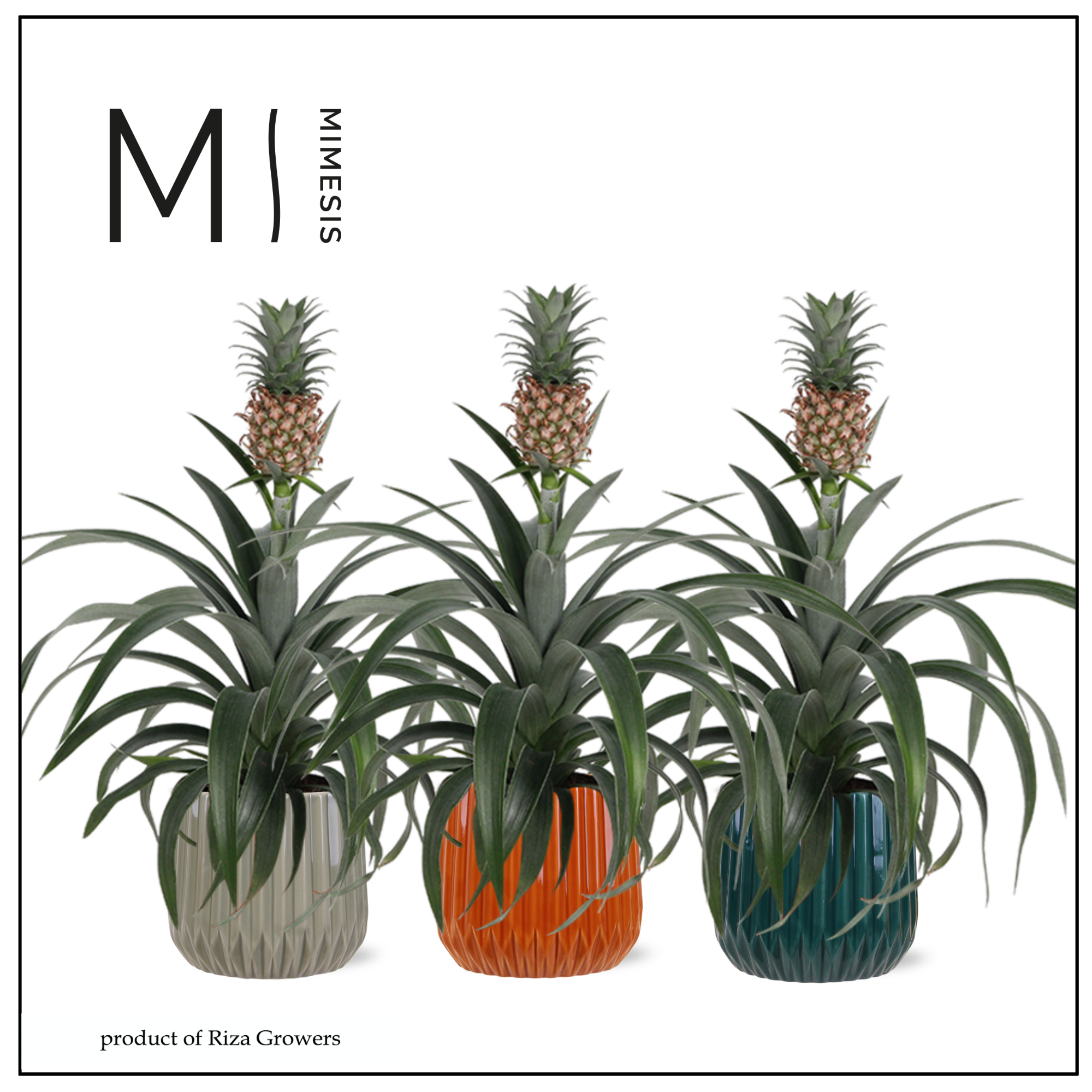 Ananas Mi Amigo - 12cm in Milaan | Mimesis, D 12