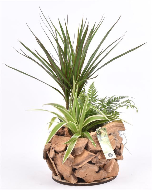 Natuur hout bol dia midden 22, D 22